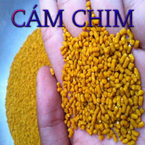 cam-chim-popup