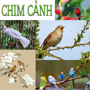 chim-canh