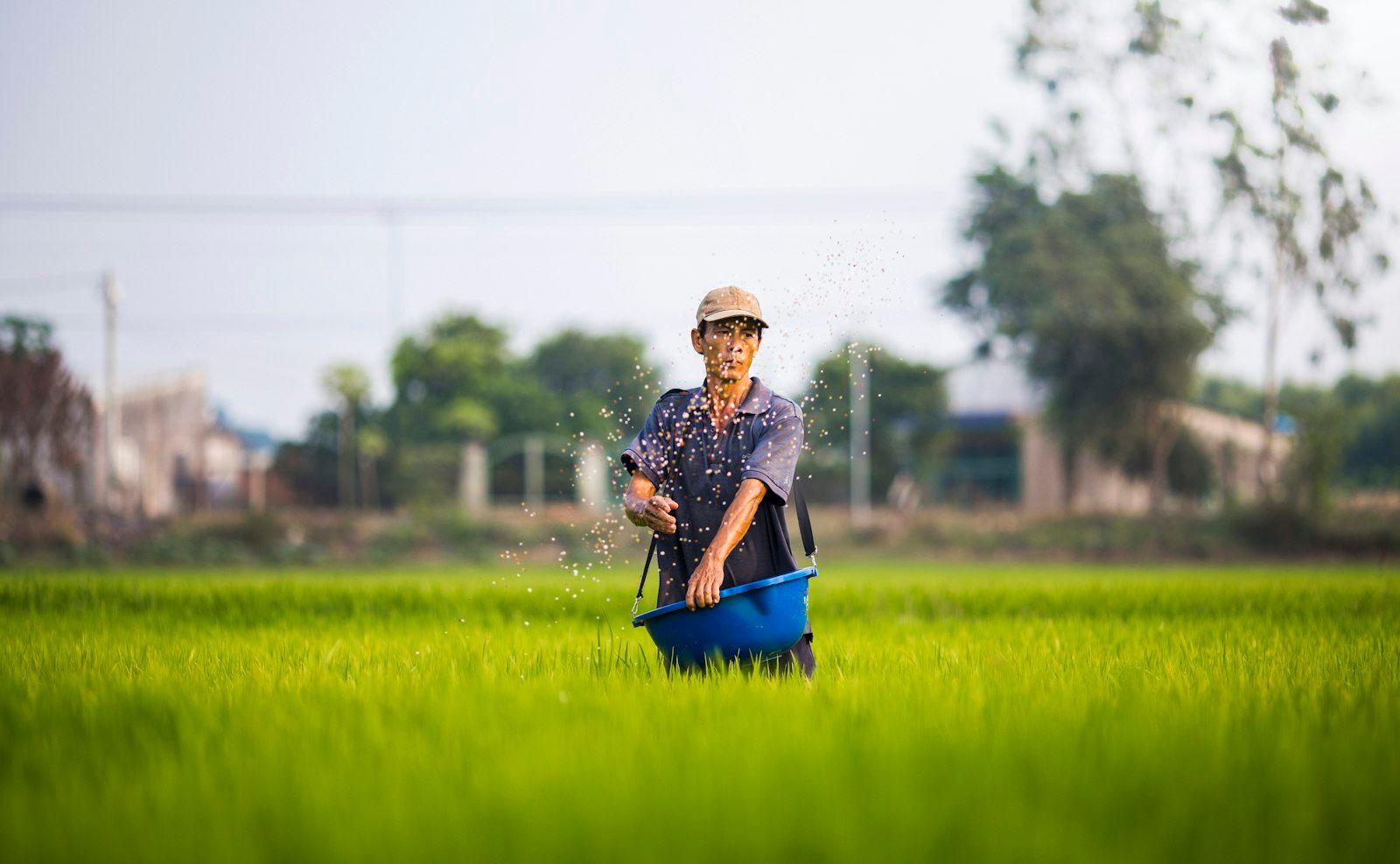 Người nông dân đeo chậu nhựa xanh, vung tay rải các hạt nhỏ trên ruộng lúa non xanh mướt ở Biên Hòa