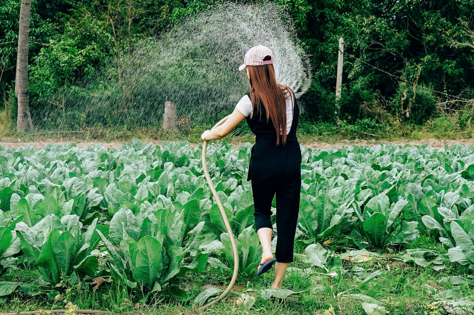 Người phụ nữ cầm vòi phun nước tưới cho ruộng rau xanh ở Nha Trang, Khánh Hòa