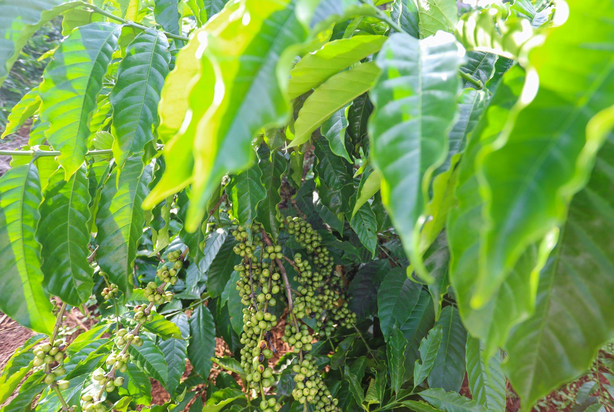 Cây cà phê Robusta trĩu chùm quả xanh dưới tán lá xanh mướt, nền đất đỏ trong một vườn cà phê ở Buôn Ma Thuột, Đắk Lắk, Tây Nguyên
